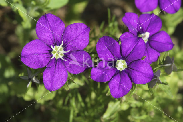 Klein spiegelklokje (Legousia hybrida)