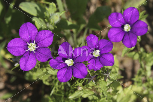 Venus’s-looking-glass (Legousia hybrida)