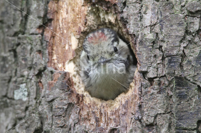 Kleine Bonte Specht (Picoides minor)