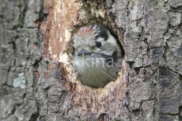 Kleine Bonte Specht (Picoides minor)