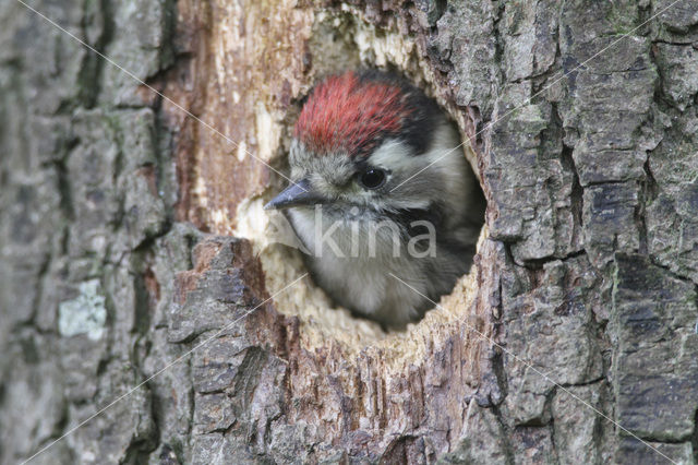 Kleine Bonte Specht (Picoides minor)