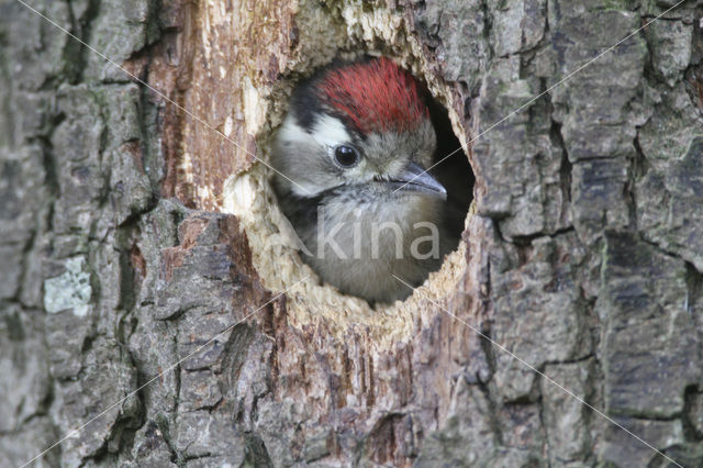 Kleine Bonte Specht (Picoides minor)