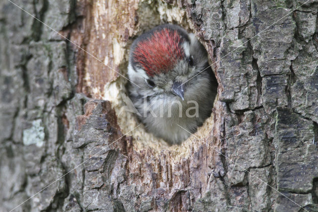 Kleine Bonte Specht (Picoides minor)