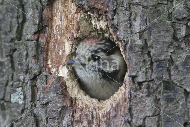 Kleine Bonte Specht (Picoides minor)