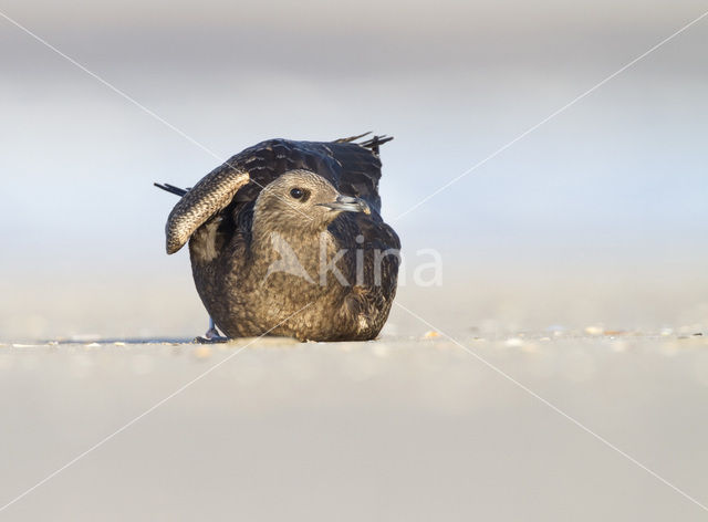 Parasitic Jaeger (Stercorarius parasiticus)