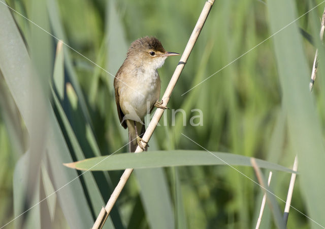 Eurasian Reed-Warbler (Acrocephalus scirpaceus)