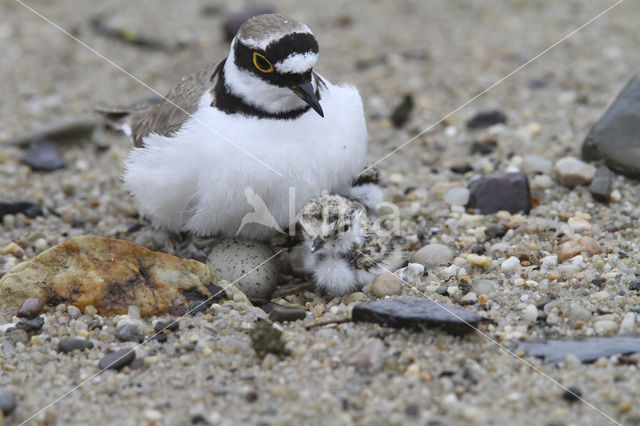 Kleine Plevier (Charadrius dubius)