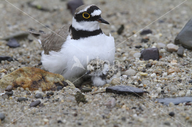 Kleine Plevier (Charadrius dubius)