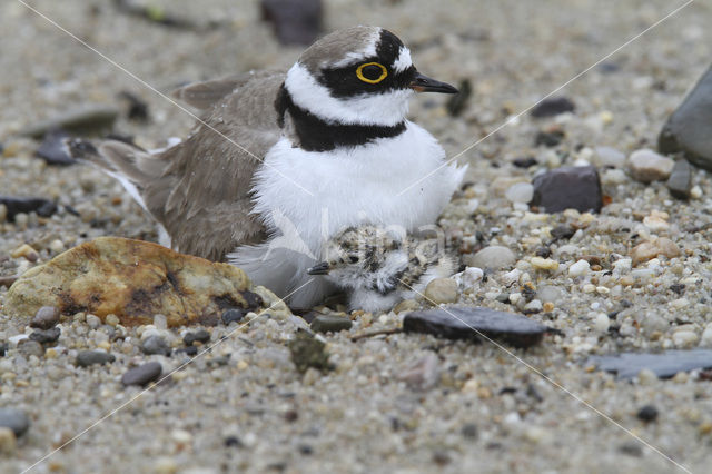 Kleine Plevier (Charadrius dubius)