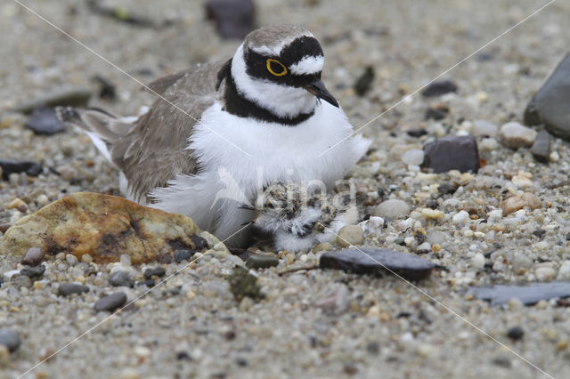 Kleine Plevier (Charadrius dubius)