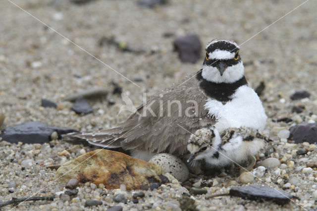 Kleine Plevier (Charadrius dubius)