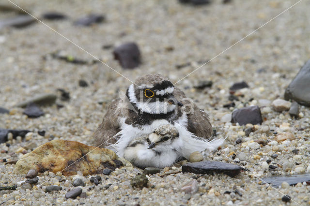 Kleine Plevier (Charadrius dubius)