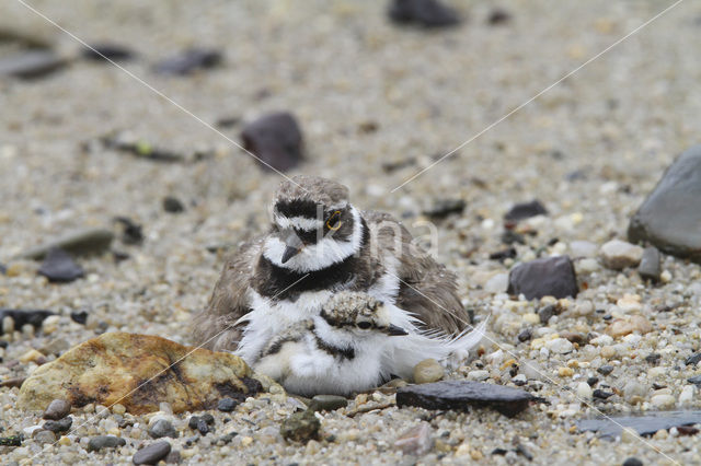 Kleine Plevier (Charadrius dubius)