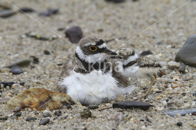 Kleine Plevier (Charadrius dubius)