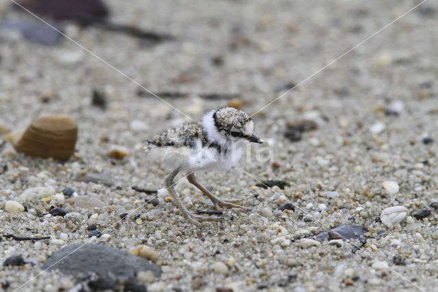 Kleine Plevier (Charadrius dubius)