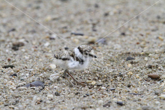 Kleine Plevier (Charadrius dubius)