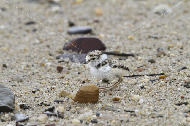 Kleine Plevier (Charadrius dubius)