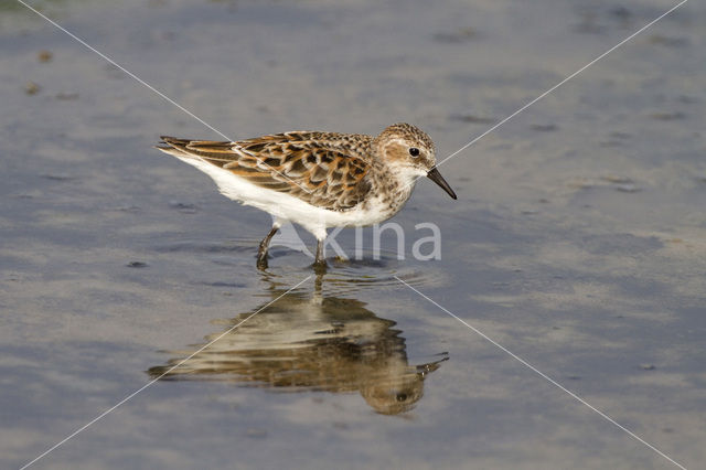 Kleine Strandloper (Calidris minuta)