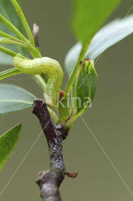 Kleine wintervlinder (Operophtera brumata)