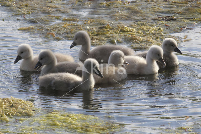 Knobbelzwaan (Cygnus olor)