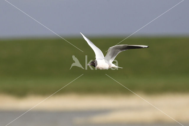 Black-headed Gull (Larus ridibundus)