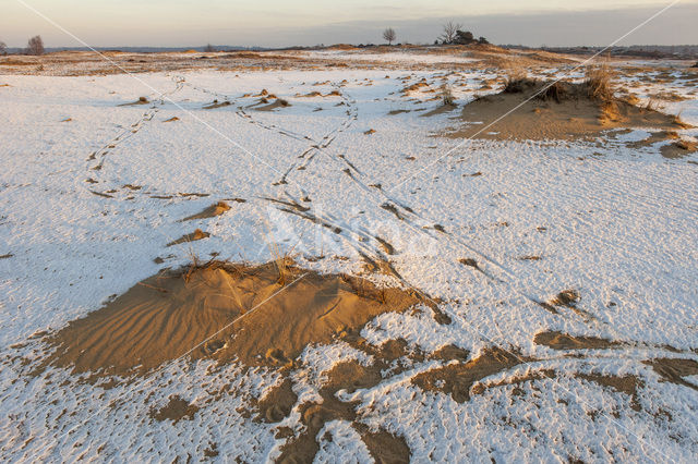 Kootwijkerzand