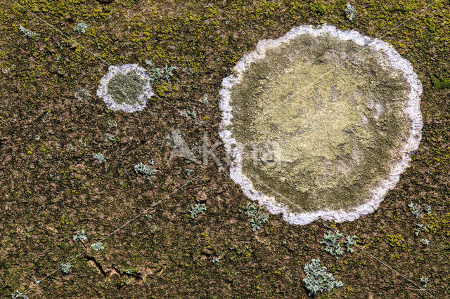 Lichen