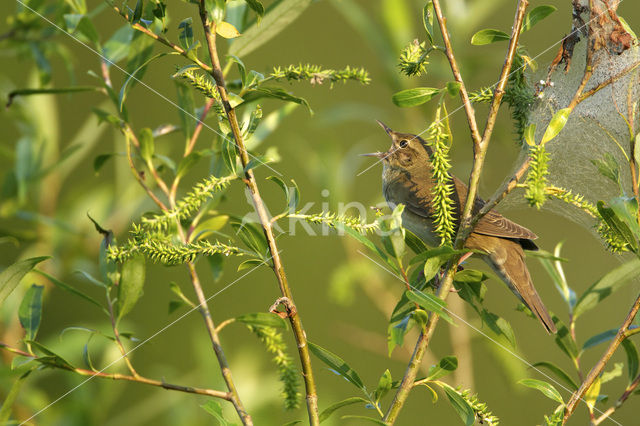 Krekelzanger (Locustella fluviatilis)