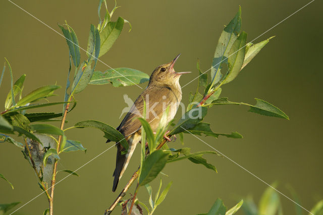 Krekelzanger (Locustella fluviatilis)