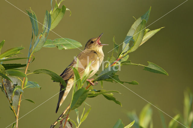 Krekelzanger (Locustella fluviatilis)