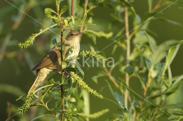 Krekelzanger (Locustella fluviatilis)