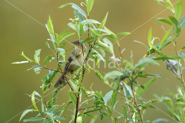 Krekelzanger (Locustella fluviatilis)