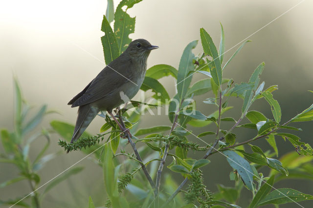 Krekelzanger (Locustella fluviatilis)