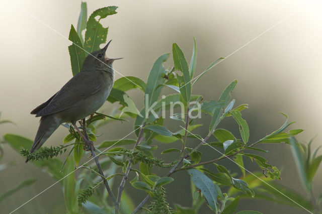 Krekelzanger (Locustella fluviatilis)