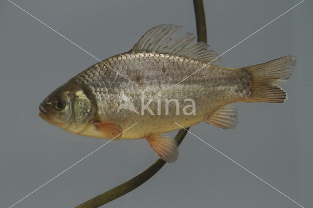 Kroeskarper (Carassius carassius)