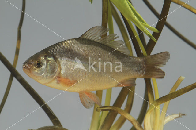 Kroeskarper (Carassius carassius)