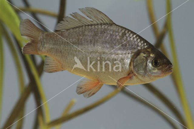 Kroeskarper (Carassius carassius)