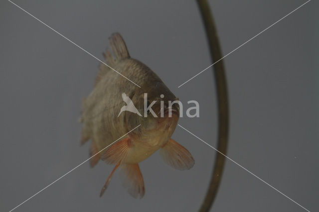 Crucian Carp (Carassius carassius)