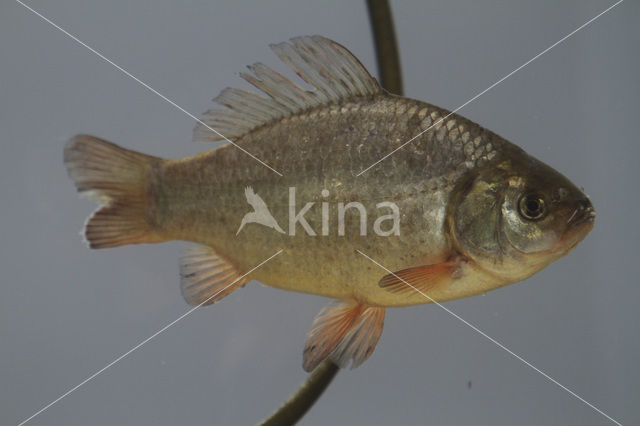 Crucian Carp (Carassius carassius)
