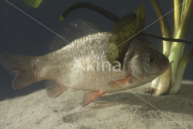 Kroeskarper (Carassius carassius)