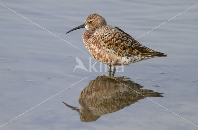 Krombekstrandloper (Calidris ferruginea)