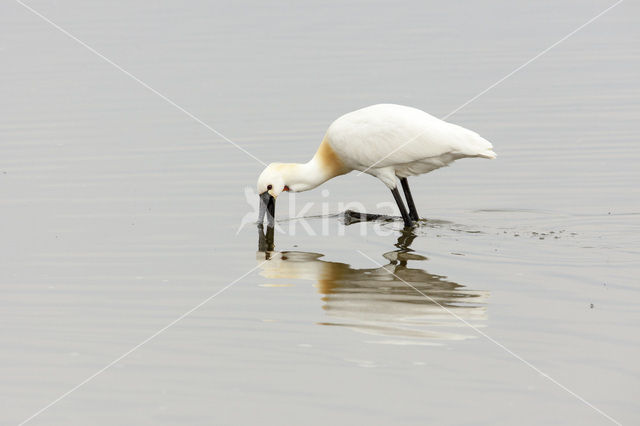 Lepelaar (Platalea leucorodia)