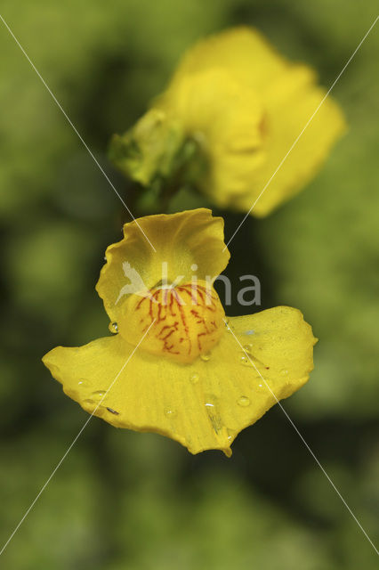 Yellow Bladderwort (Utricularia australis)