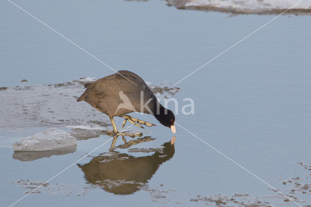 Meerkoet (Fulica atra)