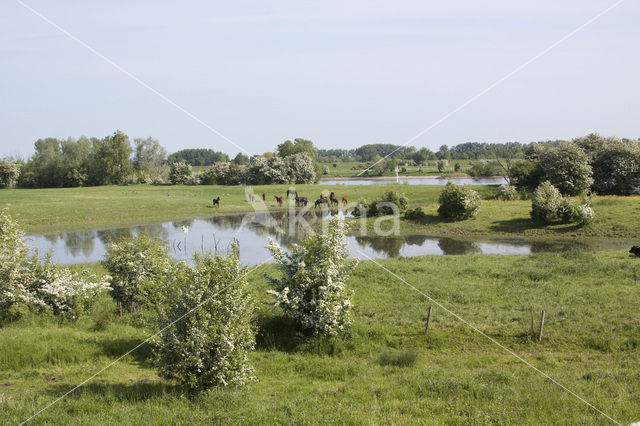 Hawthorn (Crataegus )