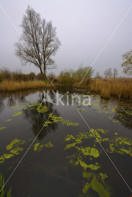 Nationaal Park de Biesbosch