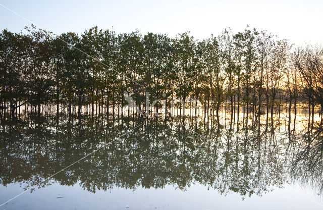 National Park de Biesbosch