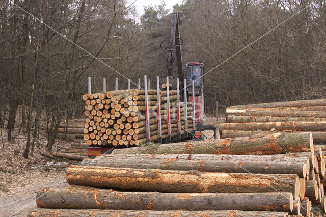 Nationaal Park Drents-Friese Wold