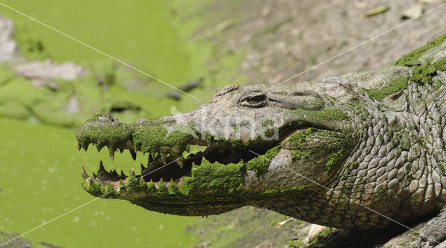 Nile Crocodile (Crocodylus niloticus)