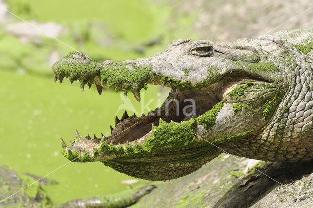 Nile Crocodile (Crocodylus niloticus)